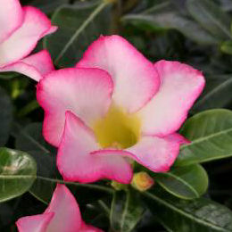Rose du Dsert - Floraison rose